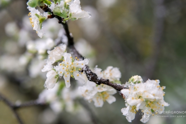 ДСНС попереджає про заморозки на Тернопільщині