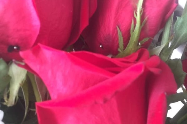 Тернопільського продавця квітів хочуть «відлупити по мордяці» (Фото)