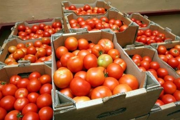 Ціни на помідори в Україні встановили історичний антирекорд