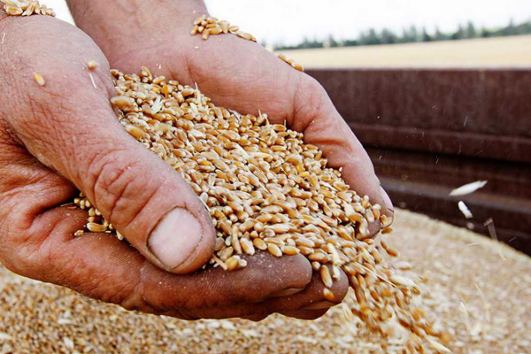 Скільки Росія вивезла українського зерна?